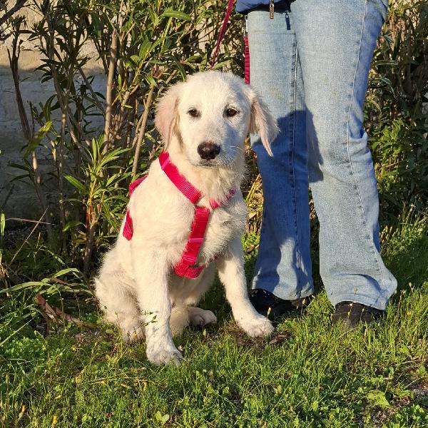 LAVA cucciolona mix maremmana in adozione Foto 3